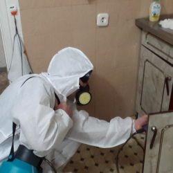Дезинфекция от муравьев в квартире в Южно-Сахалинске